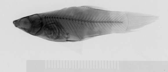 Image of shortfin molly