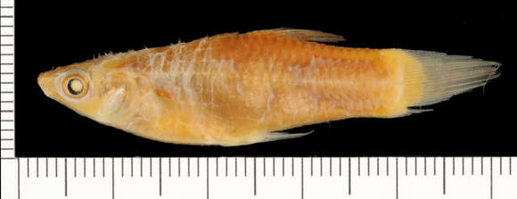 Image of shortfin molly