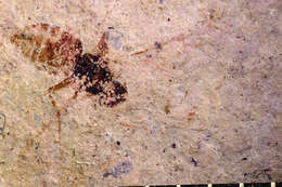 Image of Microgaster