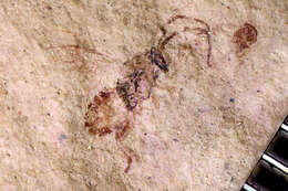 Image of Microgaster