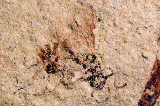 Image of Microgaster primordialis Brues 1906