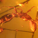 Image of Pseudomyrmex oryctus Ward 1992