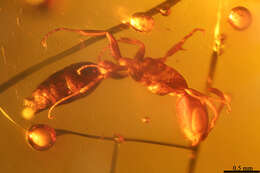 Image of Pseudomyrmex oryctus Ward 1992