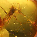 Image of Pseudomyrmex thecolor Ward 1992