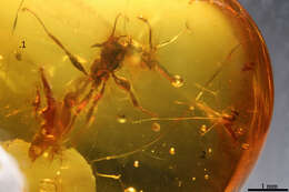 Image of Pseudomyrmex thecolor Ward 1992