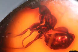 Image of Pseudomyrmex baros Ward 1992