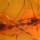 Pseudomyrmex coruscus Ward 1992 resmi