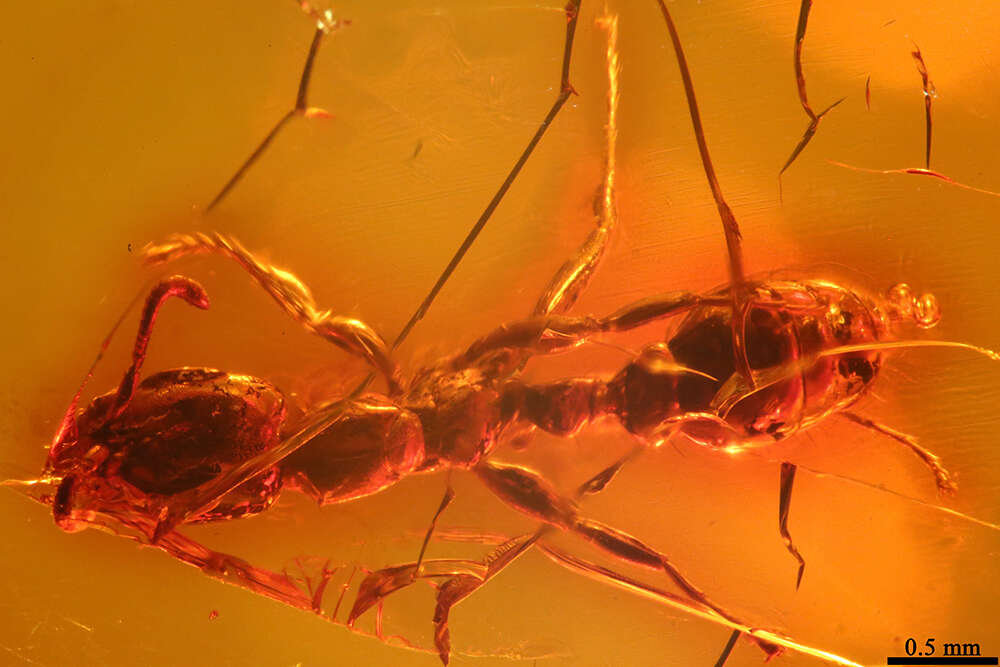 Image of Pseudomyrmex coruscus Ward 1992