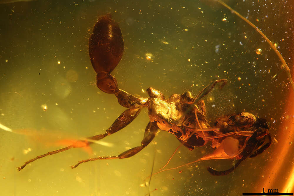 Image of Pseudomyrmex baros Ward 1992