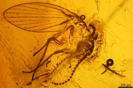 Image of moth flies and sand flies