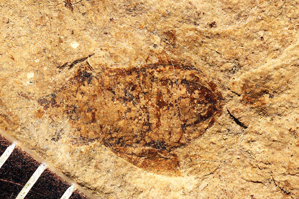 Image of Catopamera augheyi