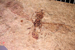 Image of Aphaenogaster mayri Carpenter 1930