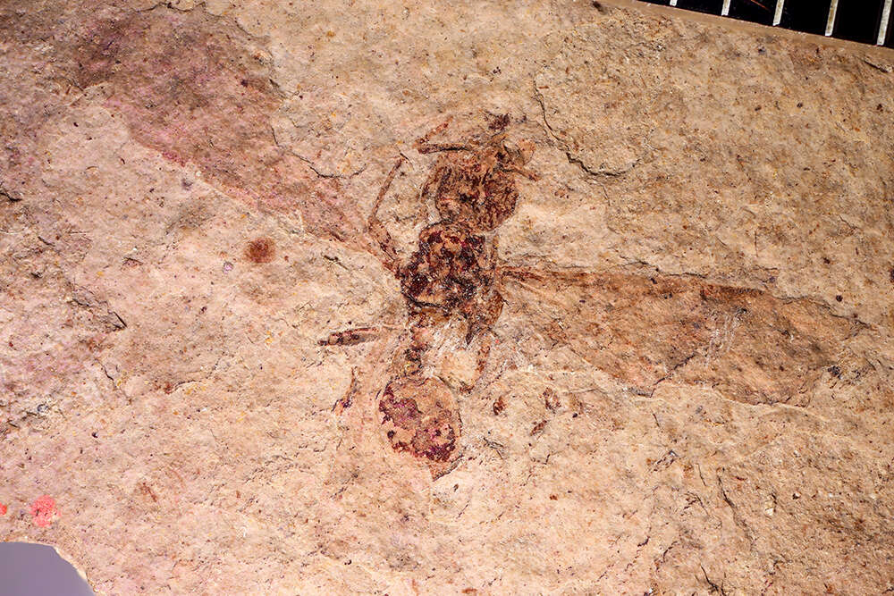 Image of Aphaenogaster mayri Carpenter 1930