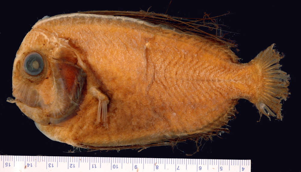 Image of ray-finned fishes