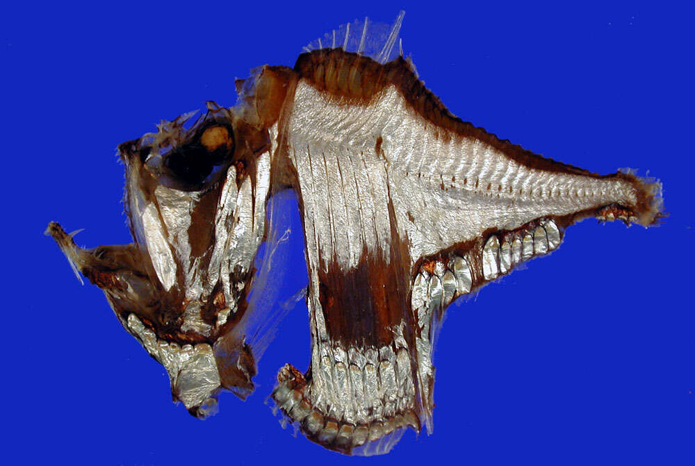 Image of Atlantic Silver Hatchetfish