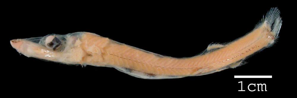 Image of Brown-snout Spookfish