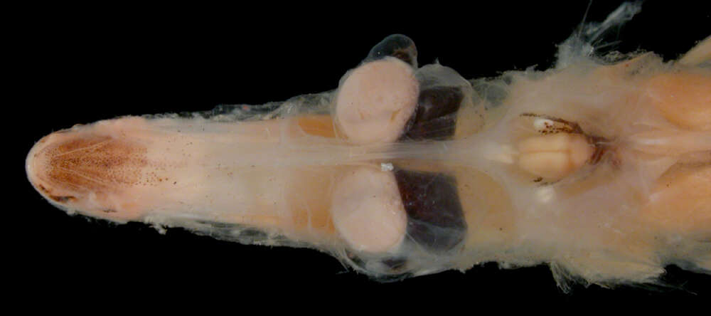 Image of Brown-snout Spookfish