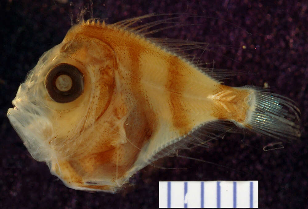 Image of ray-finned fishes