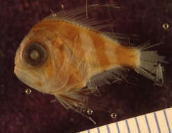 Image of ray-finned fishes
