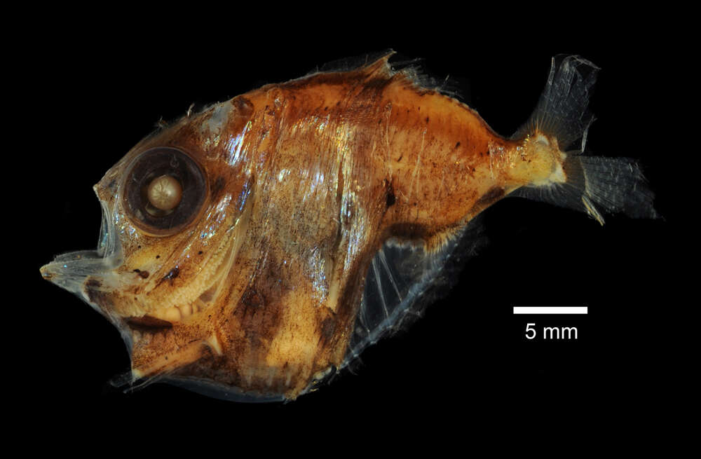 Image of Dark hatchetfish