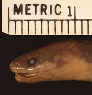 Image of Atractus imperfectus Myers 2003
