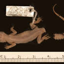 Image de <i>Cyrtodactylus malcolmsmithi</i>