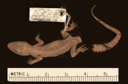 Imagem de <i>Cyrtodactylus malcolmsmithi</i>