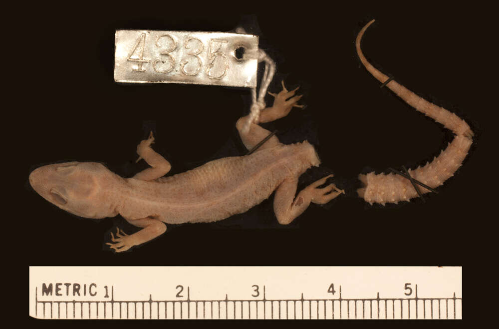 Image of Smith’s bent-toed Gecko