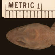 صورة <i>Cyrtodactylus malcolmsmithi</i>