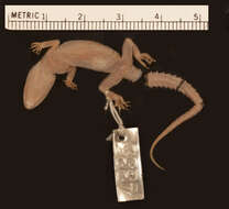 Imagem de <i>Cyrtodactylus malcolmsmithi</i>