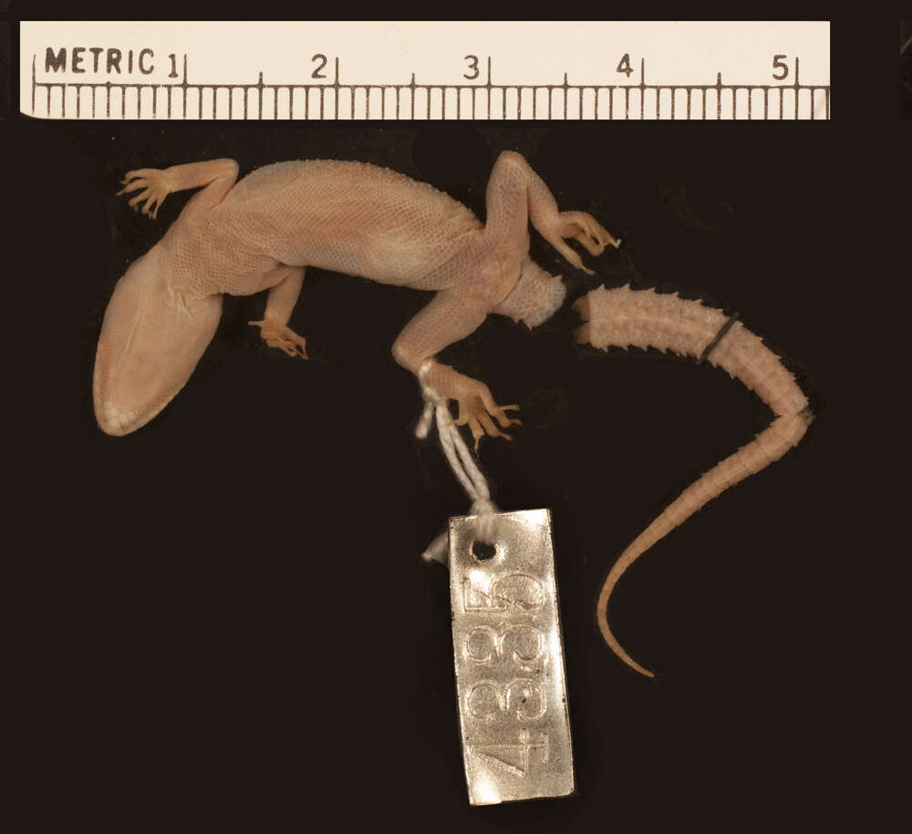 Слика од <i>Cyrtodactylus malcolmsmithi</i>