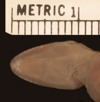 Imagem de <i>Cyrtodactylus malcolmsmithi</i>