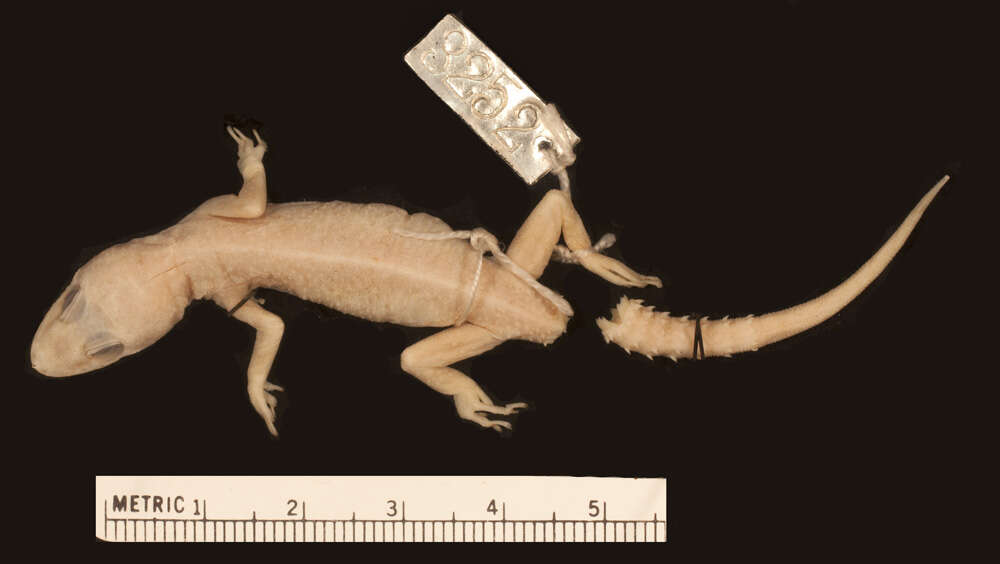 Imagem de <i>Cyrtodactylus malcolmsmithi</i>