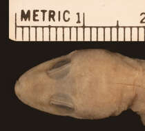 صورة <i>Cyrtodactylus malcolmsmithi</i>