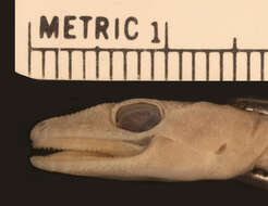 Imagem de <i>Cyrtodactylus malcolmsmithi</i>