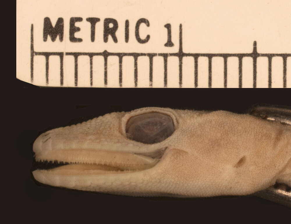 Image of Smith’s bent-toed Gecko