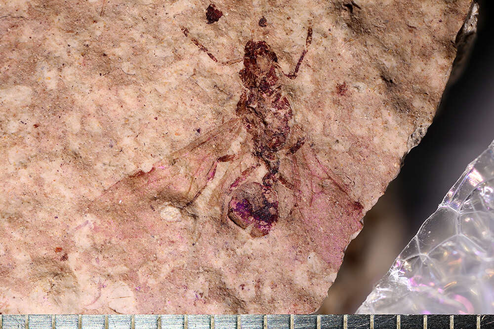 Image of Aphaenogaster mayri Carpenter 1930