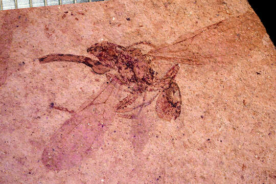 Image of Aphaenogaster mayri Carpenter 1930