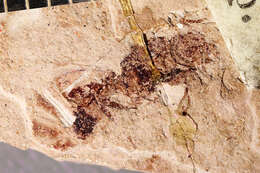 Image of Aphaenogaster mayri Carpenter 1930