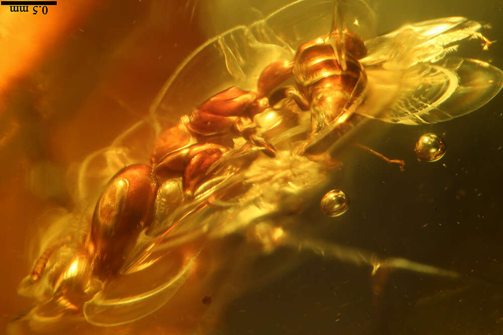 Image of Pseudomyrmex nexilis Ward 1992