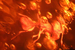 Image of Pseudomyrmex nexilis Ward 1992