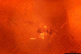 Image of Pseudomyrmex nexilis Ward 1992