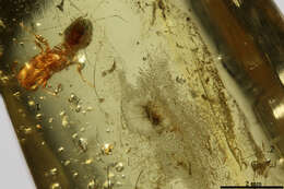 صورة Pseudomyrmex simplex (Smith 1877)