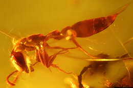 Image of Pseudomyrmex succinus Ward 1992