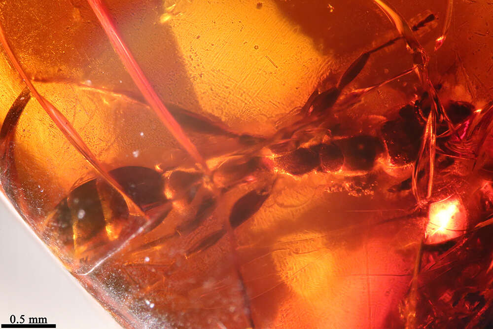 Image of Pseudomyrmex nexilis Ward 1992