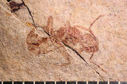 Image of Aphaenogaster mayri Carpenter 1930