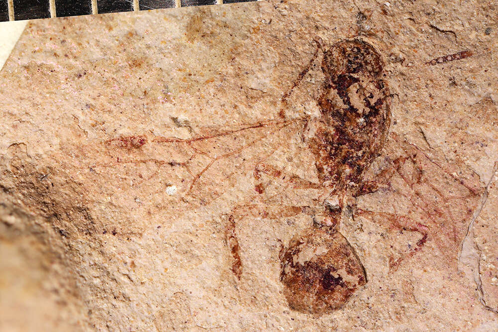 Image of Aphaenogaster mayri Carpenter 1930