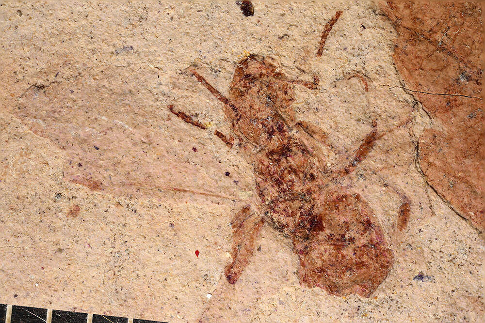 Image of Aphaenogaster mayri Carpenter 1930