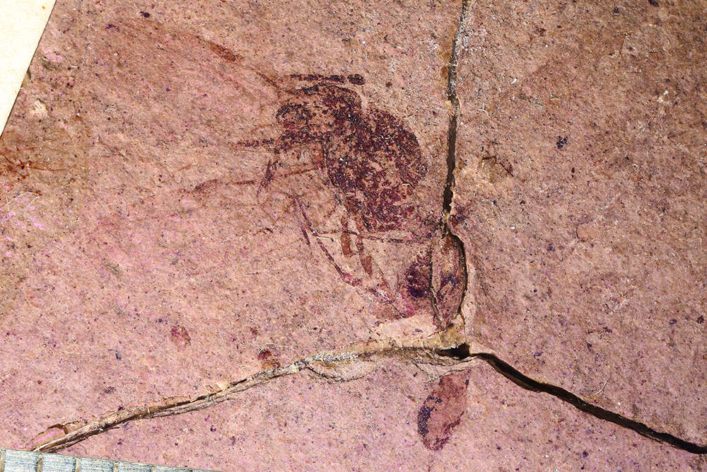 Image of Aphaenogaster mayri Carpenter 1930