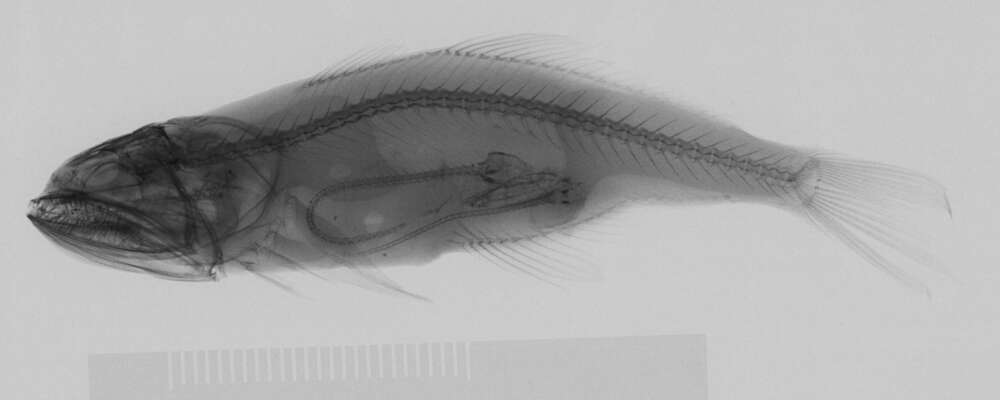 Plancia ëd Pseudoscopelus scriptus Lütken 1892